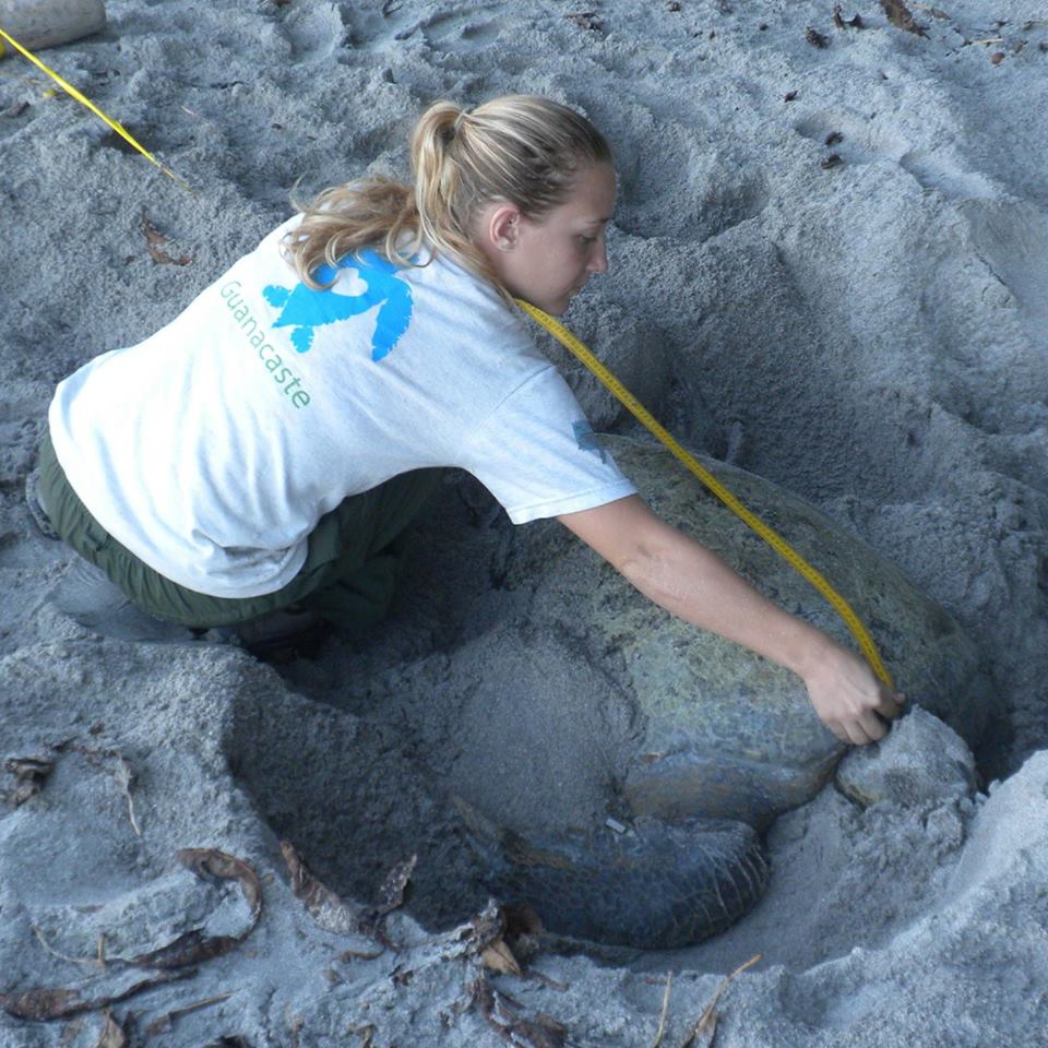 Amber Rhodes measuring turtle